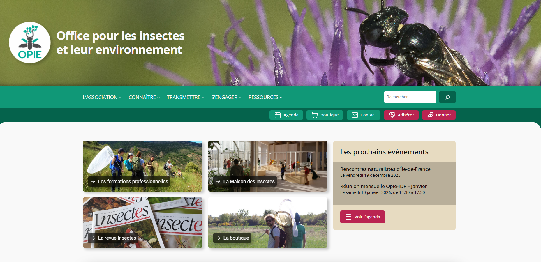 Insectes | Office pour les insectes et leur environnement Opie